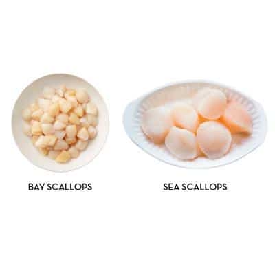 picture of the difference between bay scallops and sea scallops