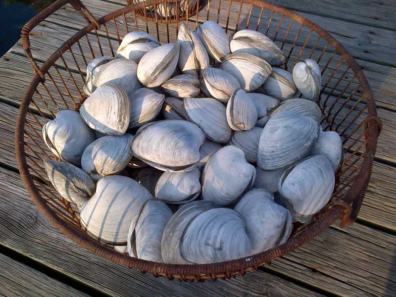 bucket of freshly caught littleneck clams long island ny