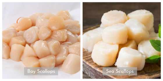 Sea Scallop Vs Bay Scallop